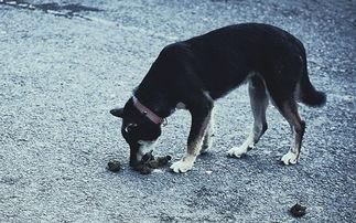 狗吃屎照片,意外成萌宠网红