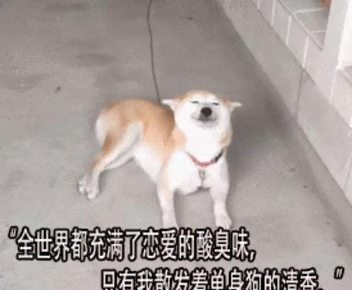 单身狗 娱乐圈 够了,够了,是时候关注他们的情感生活了!